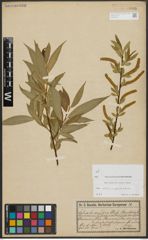 Foto von Salix alba L. x Salix pentandra L.